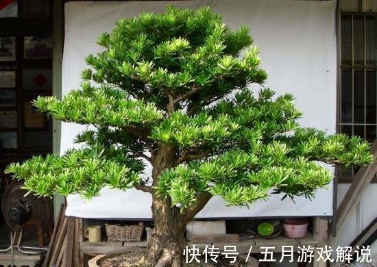 罗汉松|7种树“进宅”,旺财镇宅,延绵百年,家里有地方,一定养一棵