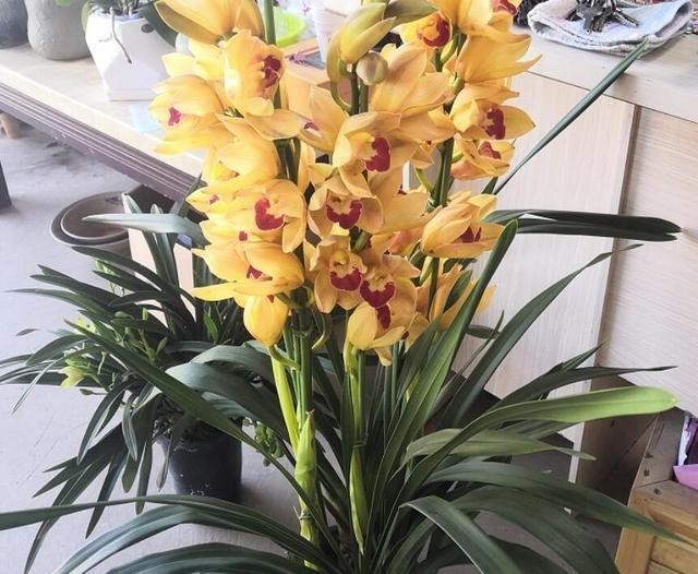 回家|大花蕙兰很难养吗?买回家每一周,花苞掉光了!