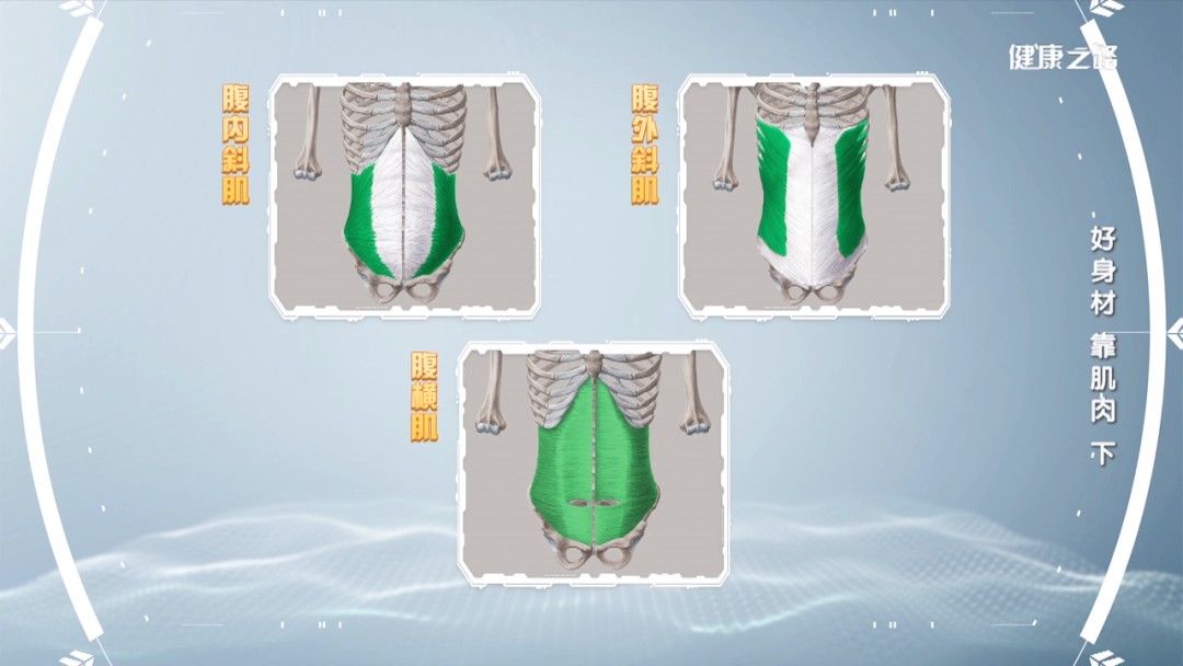 健康之路| 肌肉