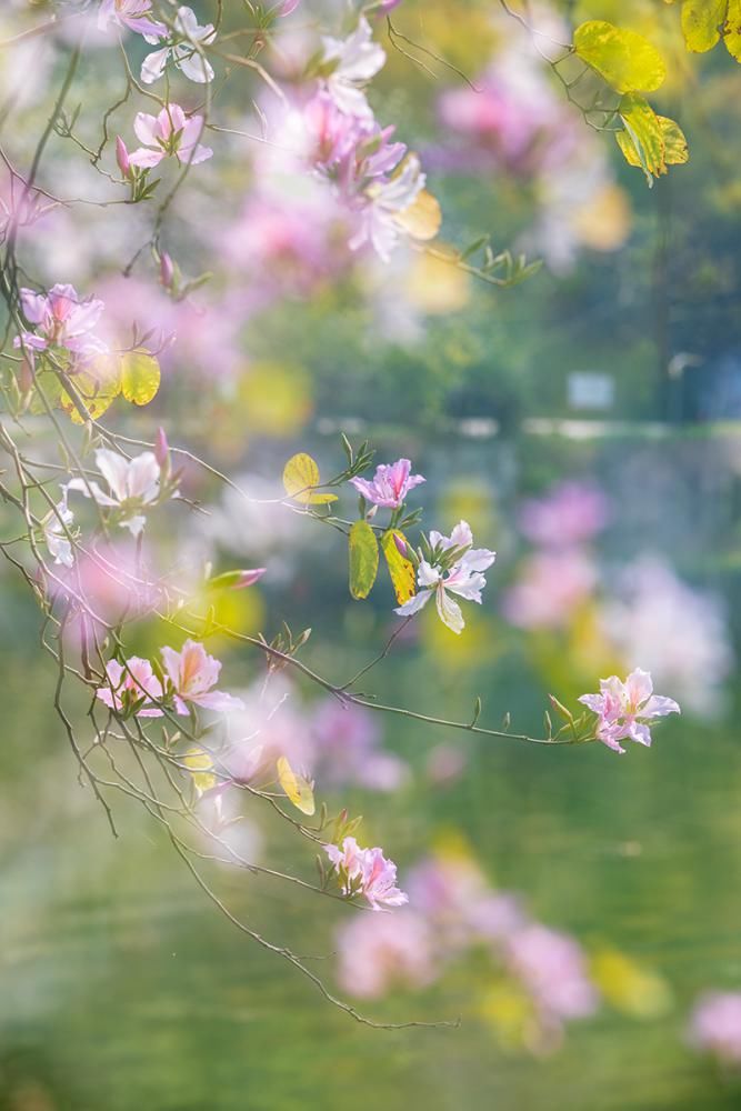 知识|七星岩玉堂春、宫粉紫荆踏春而至，美出新高度！