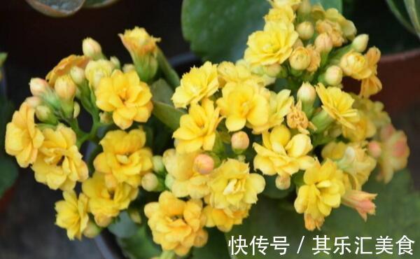 养花,盆里的土壤太湿,很容易积水并腐烂根