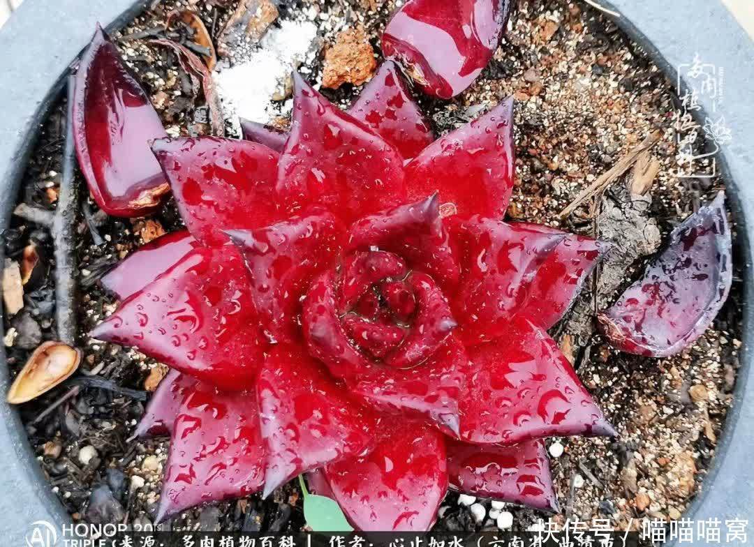 多肉|你是爱,是暖,是希望,你是人间四月天!