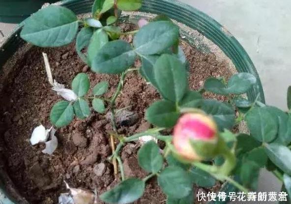 大蒜养花好处多,使用正确花草不生病虫害、黄叶情况少得多