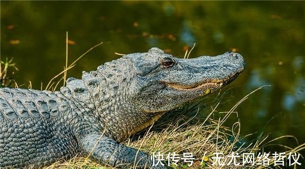 武松#“旱地忽律”是什么意思?朱贵为什么是“旱地忽律”?