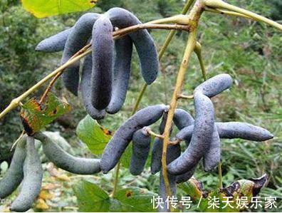 增强|想长寿先排毒,常食这四种食物,美容养颜,增强人体免疫力