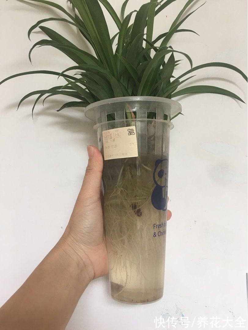 缓盆|为啥明明浇水不多，但植物还是烂根了，看你踩这4个坑了没