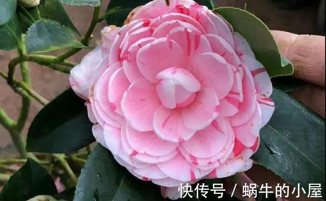 花期|盆栽茶花老是养不好,选择品种有技巧,试试以下经典的茶花品种