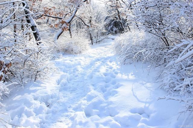 琼英|雪景诗词14首:疏影横斜雪拥时，枯茎不语尽情持