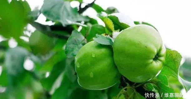  陈国齐|原创作者陈国齐｜“拿破仑”先生