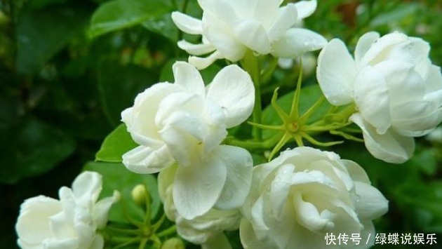  新手|新手养花，掌握3个要领，次次开花“爆盆”，一开就三个月！