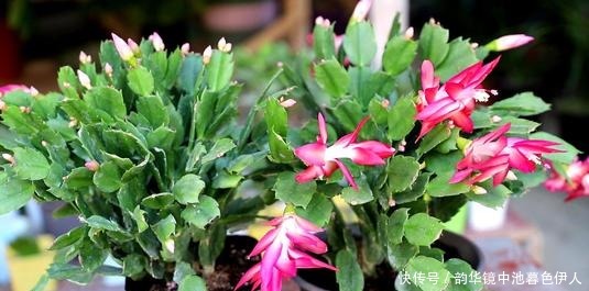 花杀手|最厉害的养花营养液给花喝一勺,根壮叶肥绿,开花多又艳!