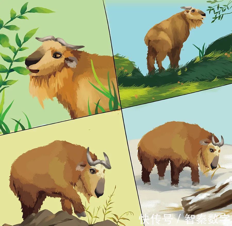 两米高|人与自然和谐共生教育:羚牛(上)