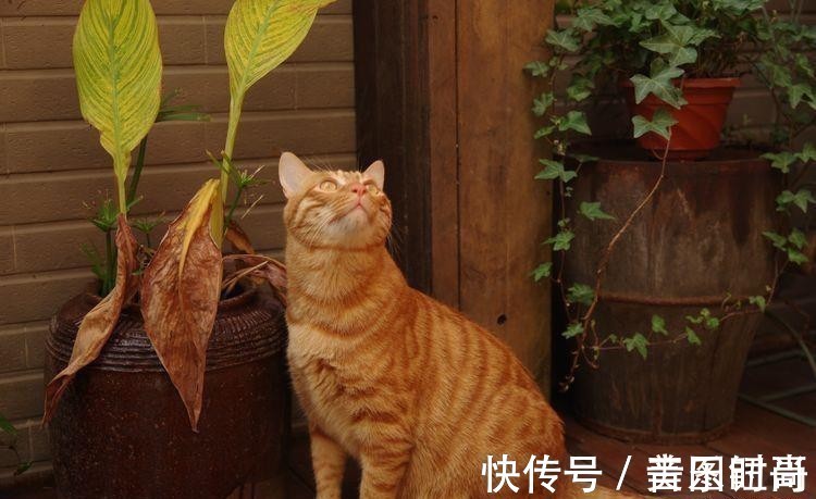 花园|荒废多年的80㎡小院,2年半时间打造成下沉式花园,太漂亮了!