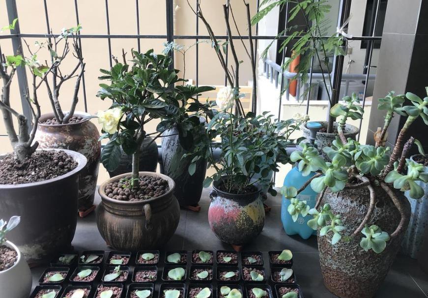 地方|天气渐热,盆栽多肉这3地方该小心了,不然度夏难、化水易