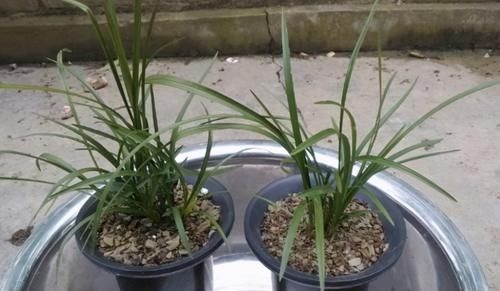 作为养花人，有机会就多收集些它们，看着不起眼却全是好东西