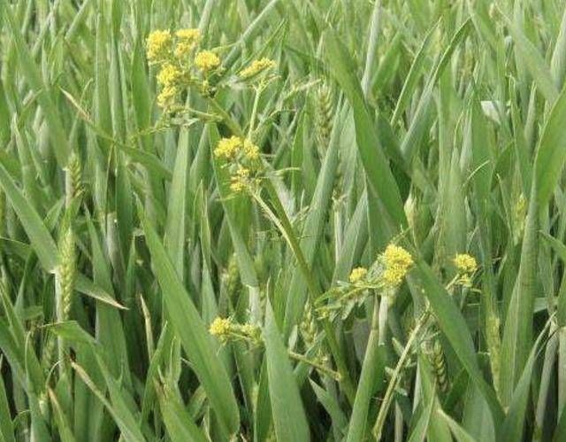 墙角下,有1种野生的“植物”,人称“播娘蒿”,结出的种子珍贵