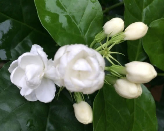 百合|对身体很好的3种花,香气四溢,有益身心,摆放家中好看又好养