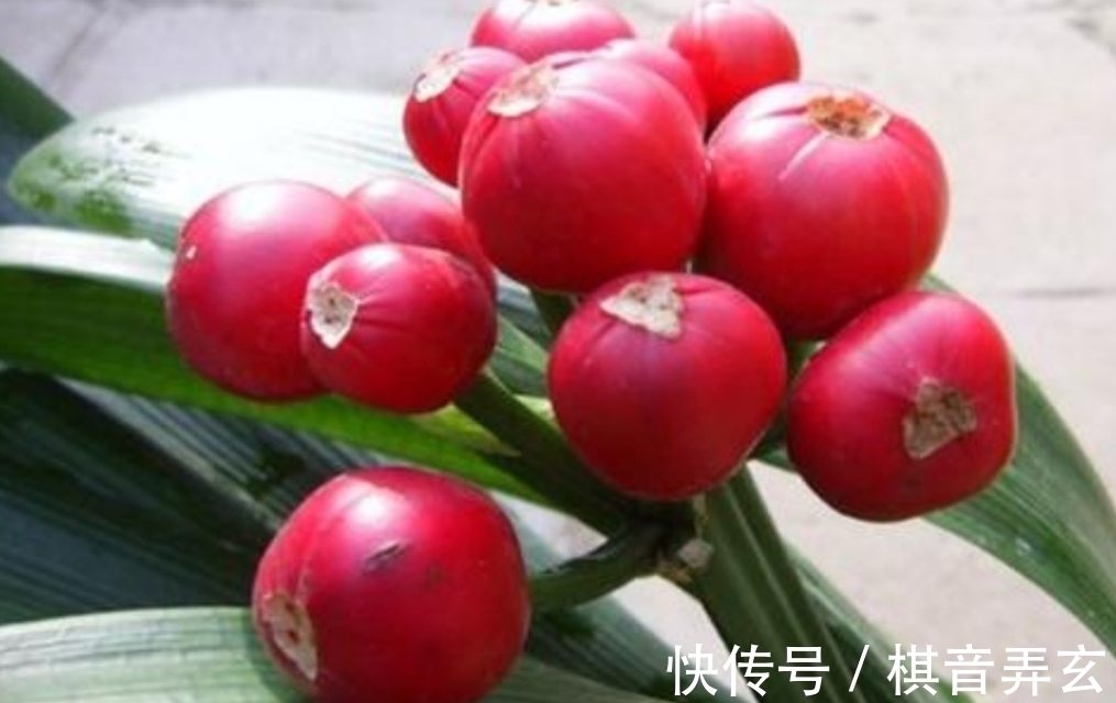 君子兰繁殖很简单,把种子播到花盆里,长出一堆健壮小苗