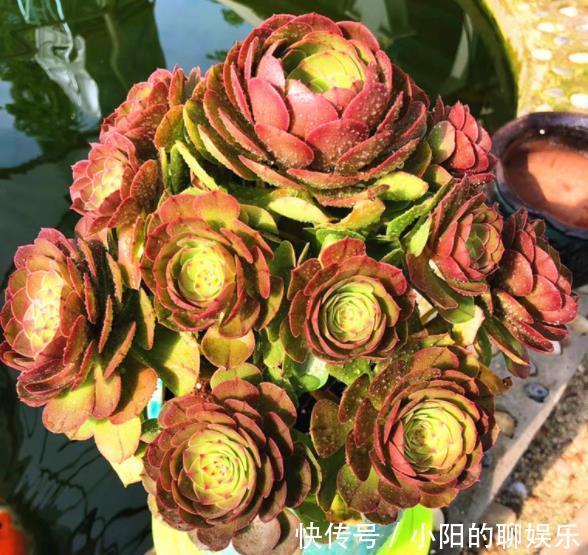 此款多肉法师,叶片红艳美极了,好养好看好上色,适合新手