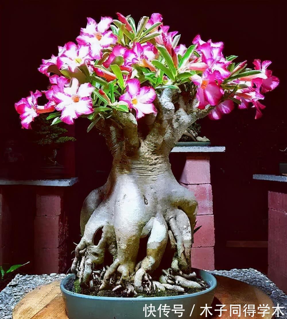 懒人花|4种懒人花，丢外面10个月不管它，反而枝繁叶茂开满枝