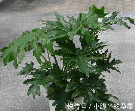 家里光线不好，养上3种耐阴花，空气清新，枝叶翠绿茂盛