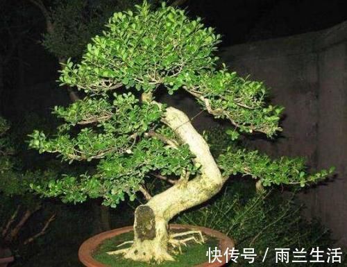 大户人家的院子里,为何喜欢养“黄杨”?2句古话或能解释