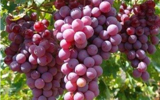 葡萄皮|好食物才能吃出好身体,3种食物不错过,补充营养,有益健康!