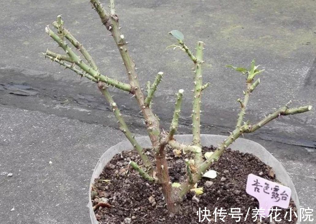 植株|家里养5种花，冬天剪一剪，来年长得旺，开花多