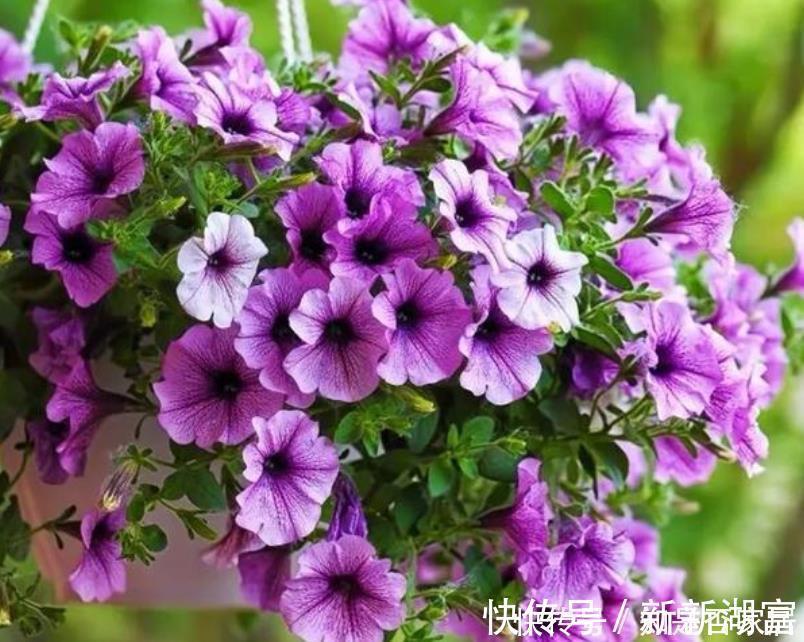 漂亮|4种花便宜漂亮又好养，10元买两盆，两月变成一阳台，天天有花赏