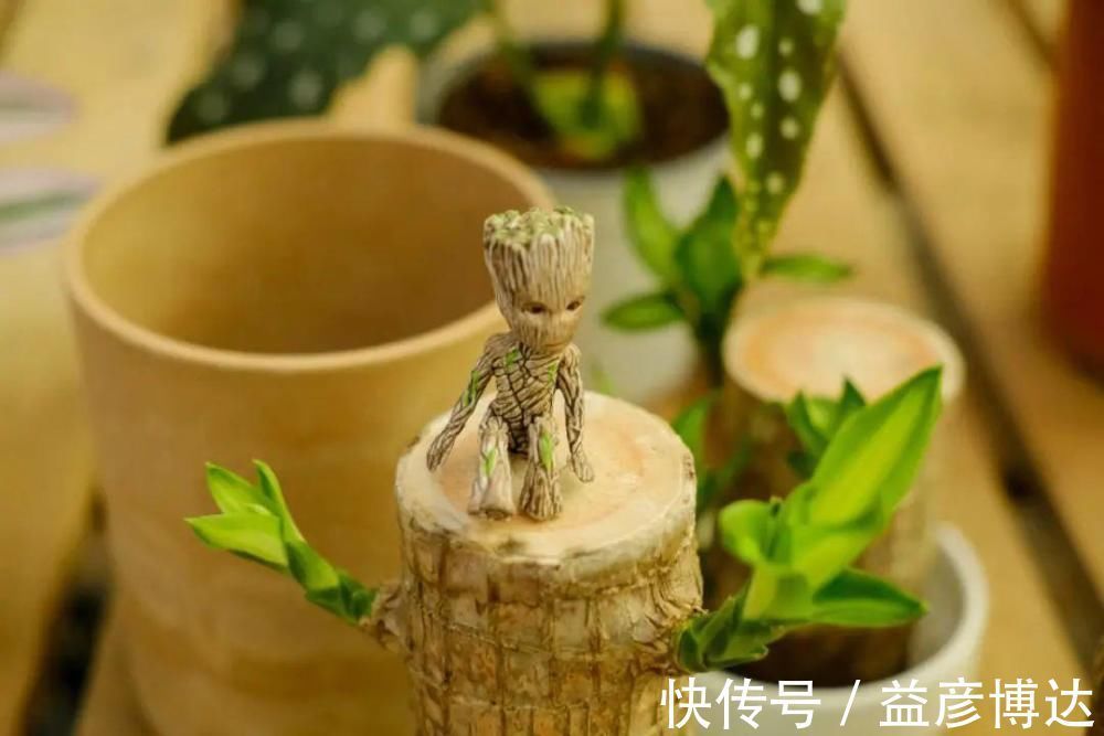 叶子|网上买的小木桩,泡水半个月,臭了还没长芽!