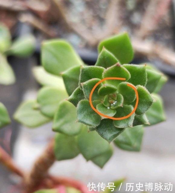 养多肉,杀菌不可少,利用好杀菌剂,养多肉不烂根,没有虫害