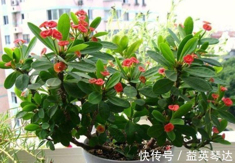 漂亮|此款花卉，好养易爆盆，1年四季开不停，颜色漂亮又好养