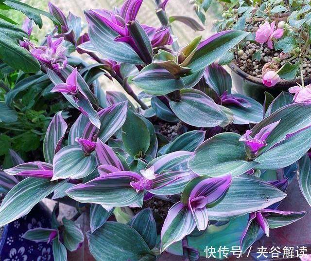 秋老虎|爱花就养一盆“网红吊兰”,叶片自带甜蜜梦幻,比吊兰大气上档次