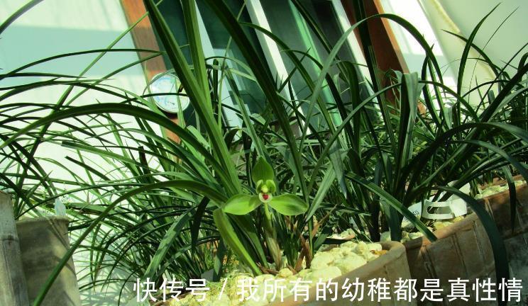 兰花|兰花淋雨长得好？不，有利有弊，掌握住尺度比施肥管用