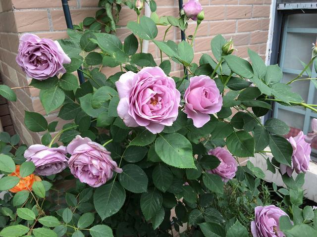 屋顶花园养月季,注意“浇水施肥修剪”,一棵开300朵,花开不断