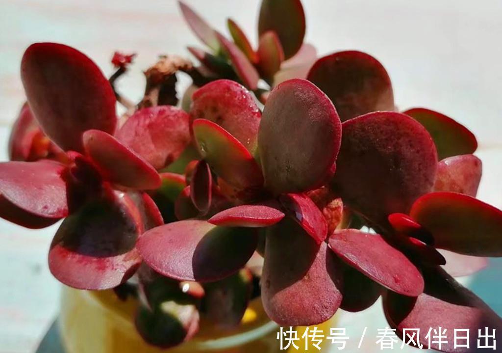叶片|秋天拯救猪肝色多肉，晒对阳光很重要，清洗植株这步也不能忽略