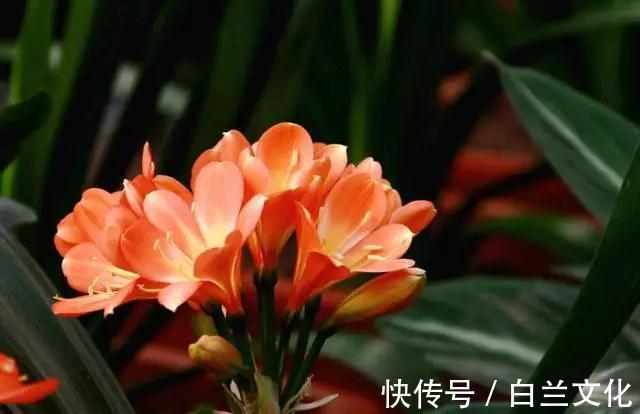 养花知识叫兰不是兰,花却美成仙,看看你家有几盆