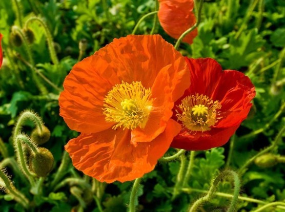 家里喜欢养花，此款花卉一年四季开花，花艳易爆盆，开花一簇一簇