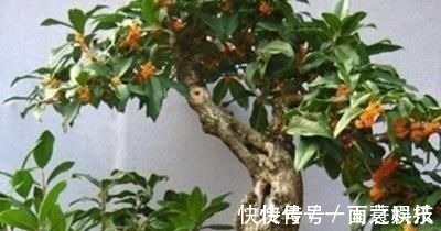 金枝玉叶|养3种树,越老越值钱,5年变老桩,盆盆都值2000元以上