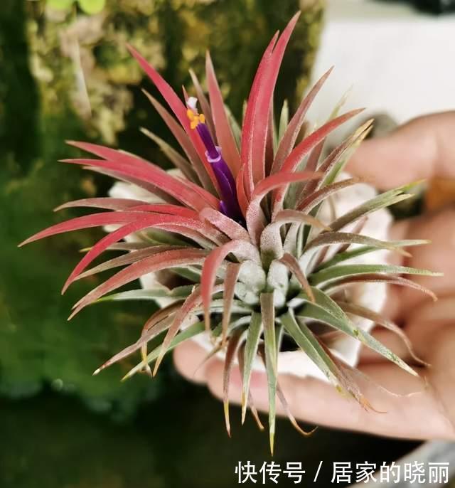 种花|4种花不能用土养,不然浇水就烂根,花再多精力也没用