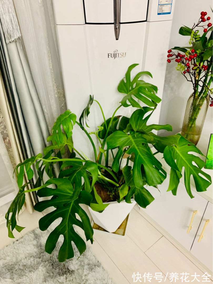 大叶子花|5种大叶子花千万别错过,气质十足有格调,放在家里很吉祥