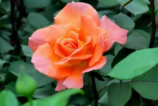 中国十大名花欣赏,美极了!