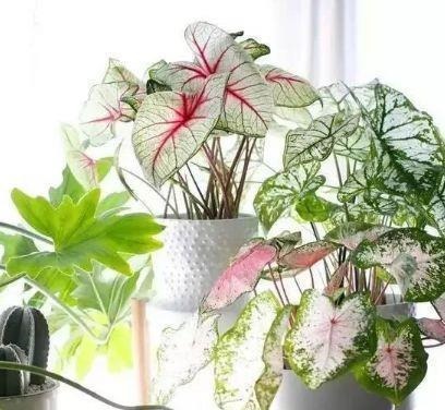 4种花很耐养,沾土就能活,越懒养长得越好,给点阳光就爆盆!