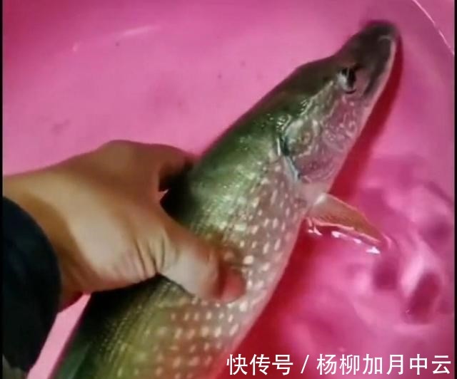 江苏钓鱼人解锁“新鱼种”,网友疑问“常州还有狗鱼”