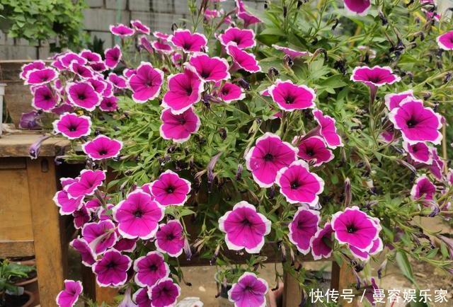 根系|养花,一换盆就出问题注意3个“事项”,快速冒新根,事半功倍