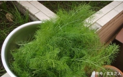 清香|别只养绿萝吊兰了,家里种这4种香草盆栽,既能观赏,又能食用