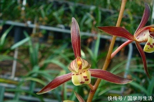 兰花最低多少度会冻伤记住了，就是这2个数！