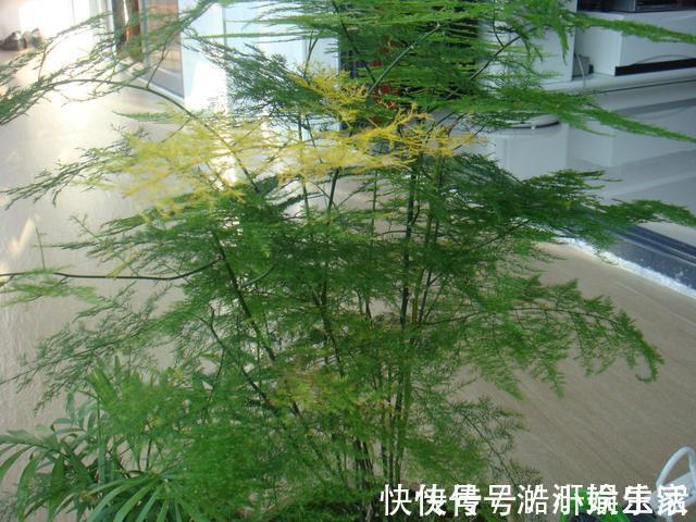 花卉|文竹黄叶不要慌，这“3种”物品，兑水浇盆里，黄叶全不见！