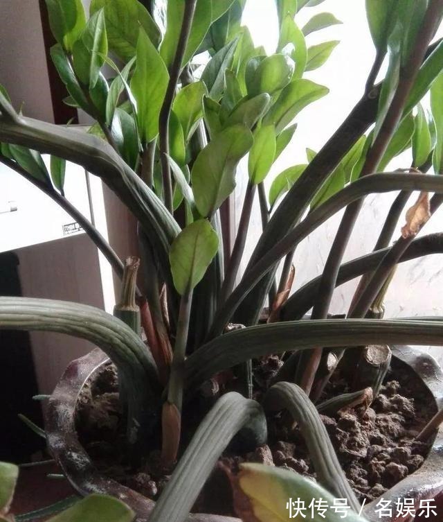 8种花现在赶紧剪,剃光头撸光叶,越狠越爆盆