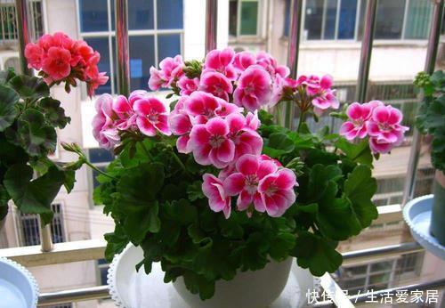 值得|12月养花选它,越冷开得越旺,丢阳台上就能开满盆,值得拥有!